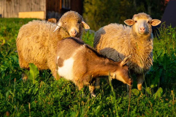 Agnelli Capre Pascolo Nel Villaggio Montagna — Foto Stock