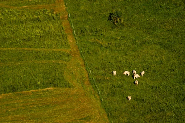 Slovakya dağlarının yamaçlarında otlatma sığır