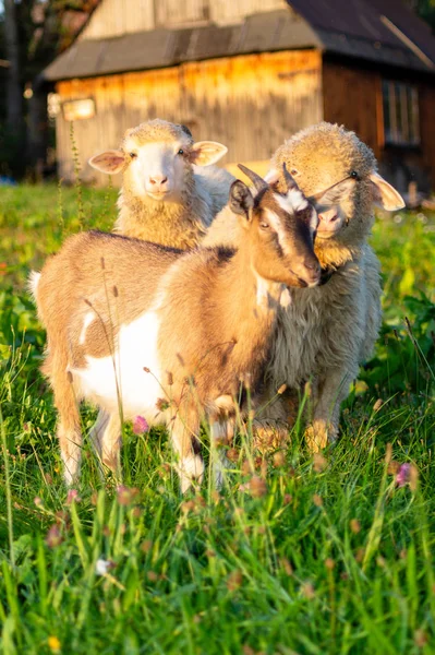 Lamm Och Getter Betesmark Bergiga Byn — Stockfoto