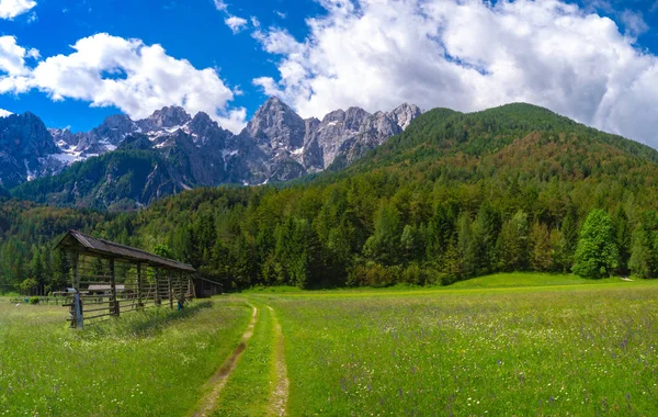 Prairie Printanière Dans Vallée Des Alpes Juliennes Slovénie — Photo