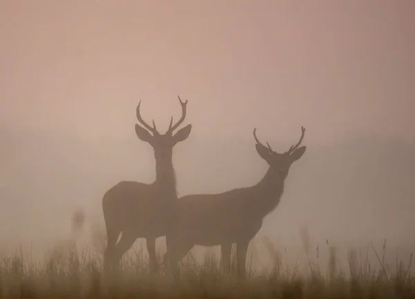 Vue Panoramique Des Silhouettes Cerfs Dans Brouillard Matin — Photo