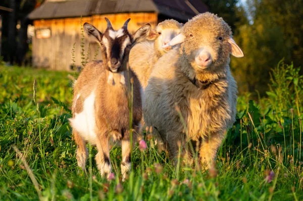 Cordeiros Cabras Pastagem Aldeia Montanhosa — Fotografia de Stock