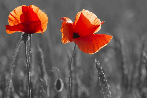 Nahaufnahme Von Roten Mohnblumen Nur Rote Und Schwarze Farbe — Stockfoto