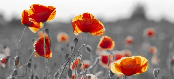 Nahaufnahme Von Roten Mohnblumen Nur Rote Und Schwarze Farbe — Stockfoto