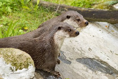 Susamuru Nehri kıyısında, seçici odak