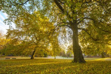 Sonbahar Park Manzaralı görünüm