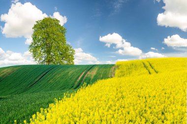 mavi gökyüzünün altında yeşil alanın doğal görünümü