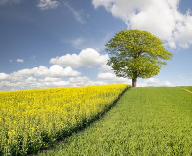 mavi gökyüzünün altında yeşil alanın doğal görünümü