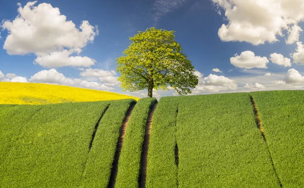 Vista Panorâmica Campo Verde Sob Céu Azul — Fotografia de Stock