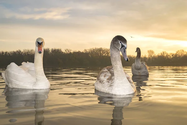 Scenic View Family Swans Swimming Lake Sunrise — Stock Photo, Image