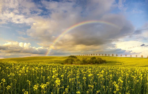 Színes Rainbow Múló Vihar Után Mező Fölött — Stock Fotó