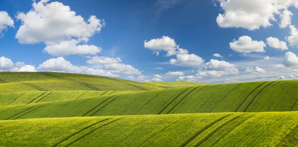 Malerischer Blick Auf Das Grüne Feld Unter Blauem Himmel — Stockfoto