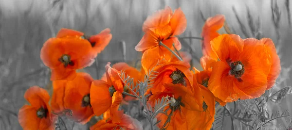 春天落日的红色罂粟 — 图库照片