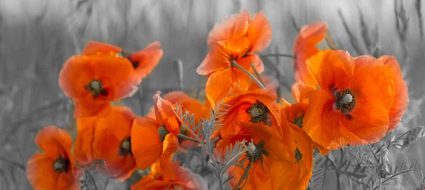 Amapolas Rojas Luz Del Sol Poniente Primavera — Foto de Stock