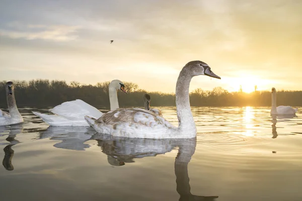 Семья Лебедей Купается Озере Восходе Солнца — стоковое фото