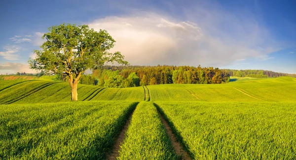 Vue Panoramique Champ Vert Sous Ciel Bleu — Photo