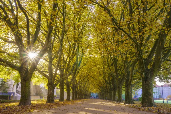 Malowniczy Widok Park Jesieni — Zdjęcie stockowe