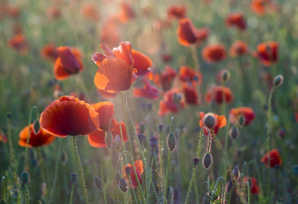 Coquelicots Rouges Lumière Soleil Couchant Printemps — Photo