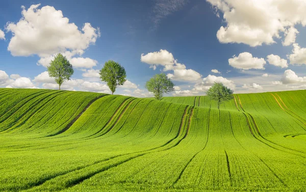 Vista Panorámica Del Campo Verde Bajo Cielo Azul —  Fotos de Stock