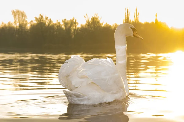 Vacker Utsikt Över Swan Flyter Sjön Vid Soluppgången — Stockfoto