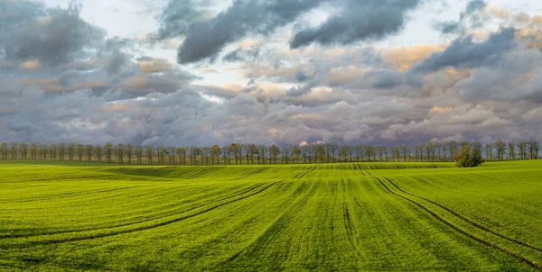 Schilderachtig Uitzicht Groen Gebied Van Wintergewassen Herfst — Stockfoto