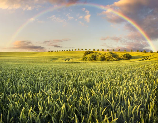 Színes Rainbow Múló Vihar Után Mező Fölött — Stock Fotó