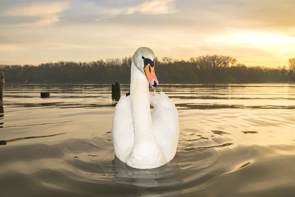 Vacker Utsikt Över Swan Flyter Sjön Vid Soluppgången — Stockfoto