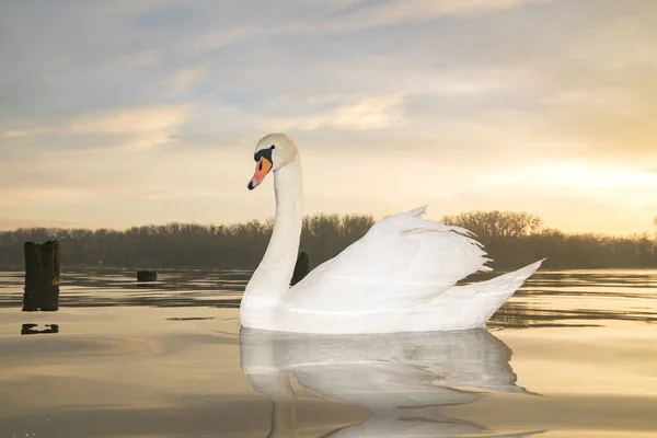 Живописный Вид Лебедя Плывущего Озеру Восходе Солнца — стоковое фото