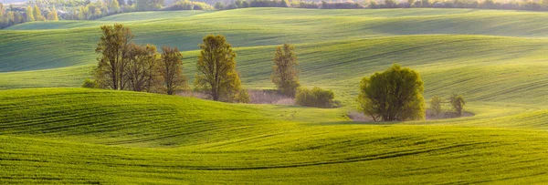 Campos Verdes Primavera Paisagem Rural — Fotografia de Stock