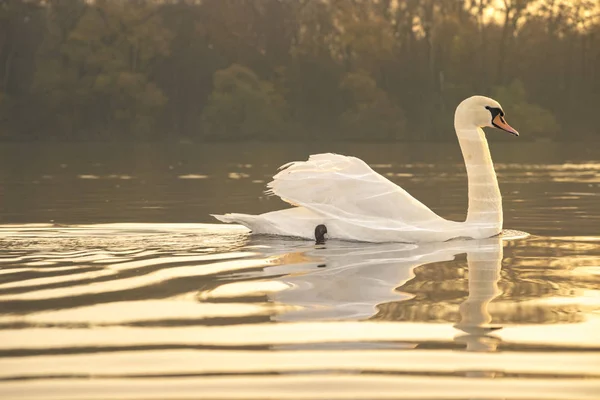 Vacker Utsikt Över Swan Flyter Sjön Vid Soluppgången — Stockfoto