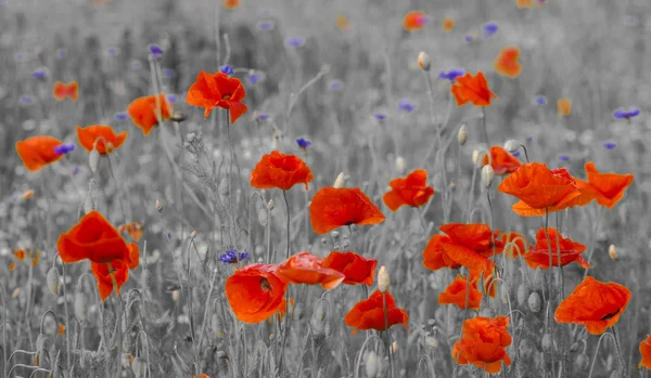 Natürliche Zusammensetzung Von Rotem Mohn Selektiver Fokus — Stockfoto