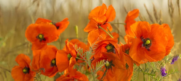 Red Poppies Light Setting Sun Spring — Stock Photo, Image