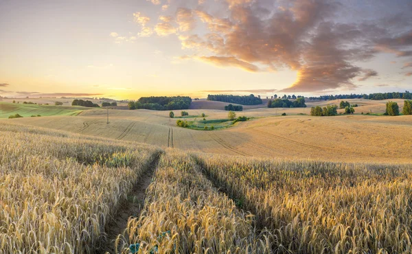 Malerischer Blick Auf Den Frühling Weizen Unter Dem Himmel Mit — Stockfoto