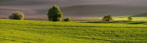 Vista Panorâmica Campo Verde Primavera — Fotografia de Stock