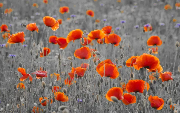 Kırmızı Poppies Seçici Odak Doğal Bileşimi — Stok fotoğraf