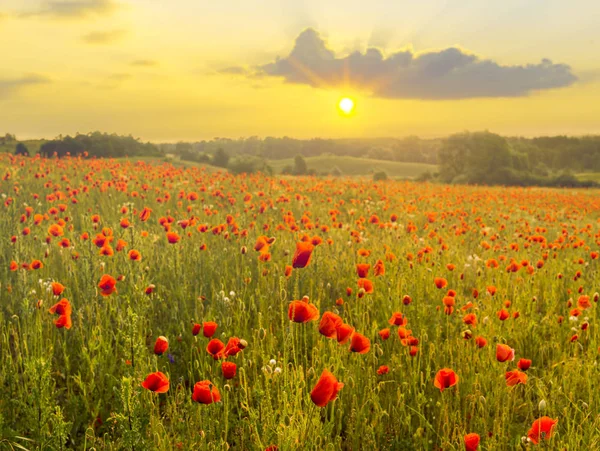 Red Poppies Light Setting Sun Spring — Stock Photo, Image