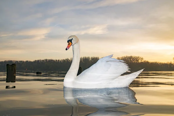 日出时在湖面上漂浮的天鹅的风景 — 图库照片