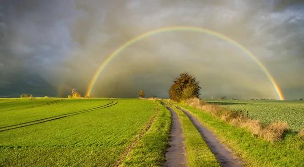 Schilderachtig Uitzicht Het Groene Veld Zomer — Stockfoto