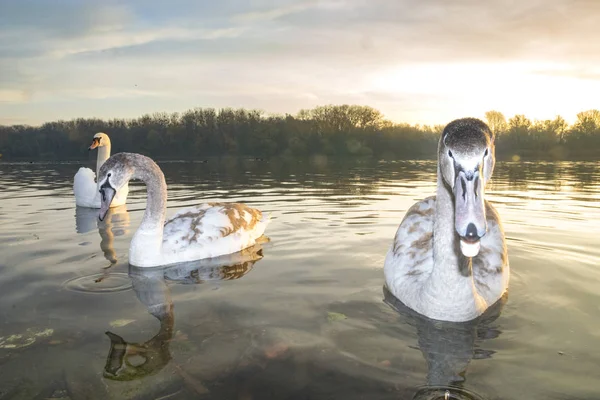 Scenic View Family Swans Swimming Lake Sunrise — Stock Photo, Image