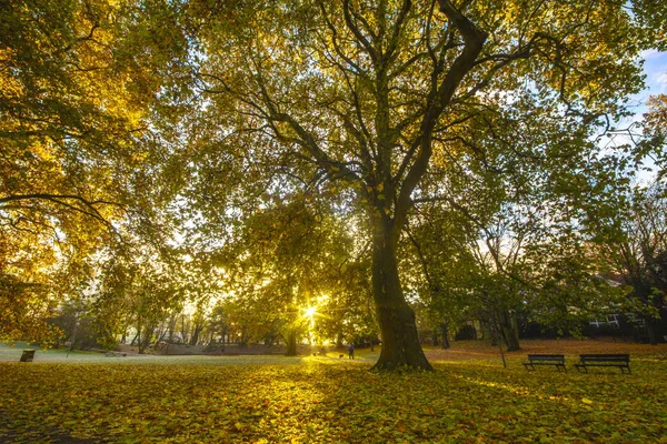 Malerischer Blick Auf Den Park Herbst — Stockfoto