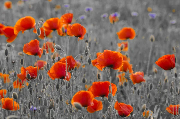 Kırmızı Poppies Seçici Odak Doğal Bileşimi — Stok fotoğraf