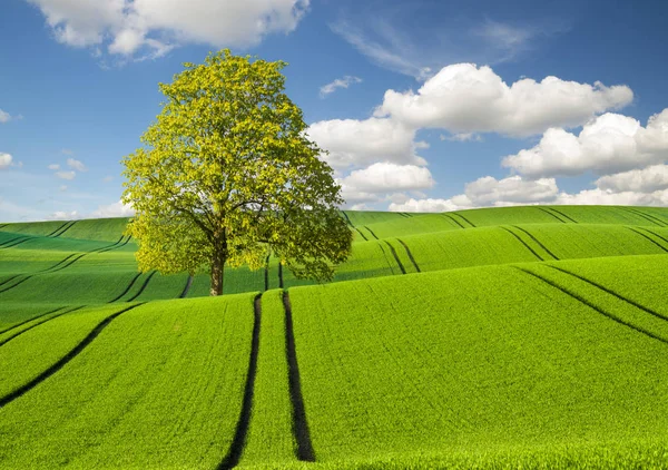 Vista Panorâmica Campo Verde Sob Céu Azul — Fotografia de Stock