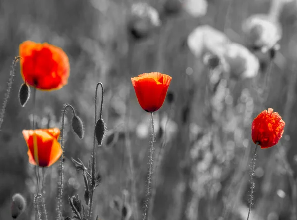 Rote Mohnblumen Licht Der Untergehenden Sonne Frühling — Stockfoto