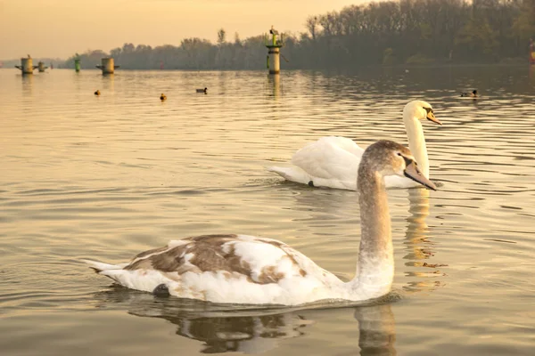 Scenic View Family Swans Swimming Lake Sunrise — Stock Photo, Image