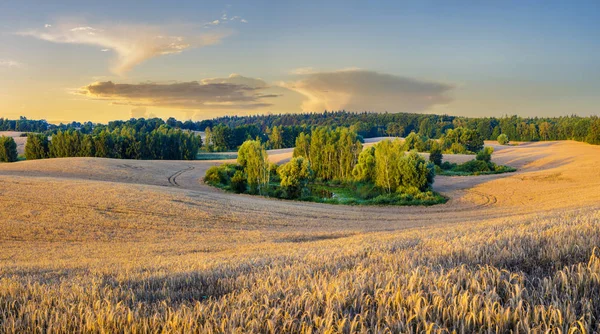 Scenic View Spring Wheat Sky Clouds — Stock Photo, Image