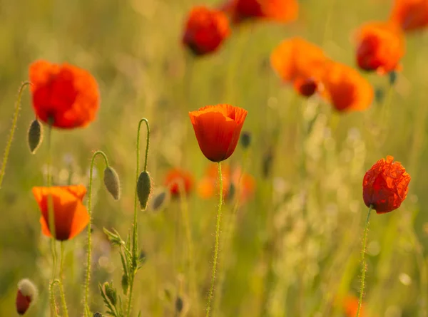 Amapolas Rojas Luz Del Sol Poniente Primavera —  Fotos de Stock