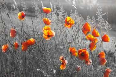 Close-up kırmızı poppies, sadece kırmızı ve siyah renk