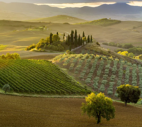 Γραφική Θέα Του Tuscan Τοπίου Στο Sunrise Pienza Ιταλία — Φωτογραφία Αρχείου