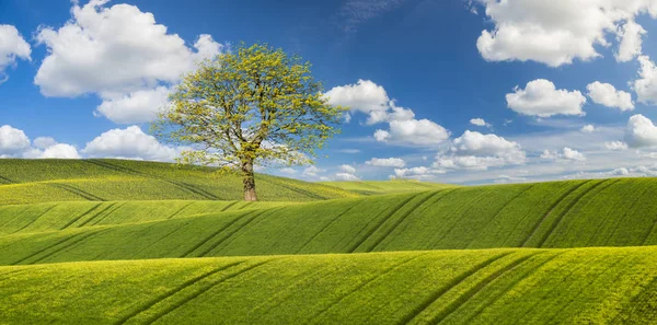 Mavi Gökyüzünün Altında Yeşil Alanın Doğal Görünümü — Stok fotoğraf