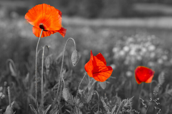 Red poppies in light of setting sun at spring 